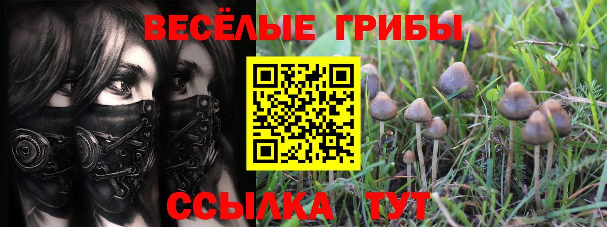 Псилоцибиновые грибы Psilocybe Минеральные Воды